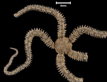Media type: image;   Invertebrate Zoology OPH-3697 Description: Top down view of single ophiuroid specimen with a scale bar.;  Aspect: dorsal